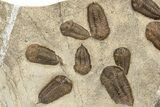 Cluster Of Ordovician Trilobites (Sokhretia?) - Erfoud, Morocco #233898-2